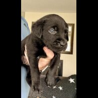 Labrador Retriever - Both