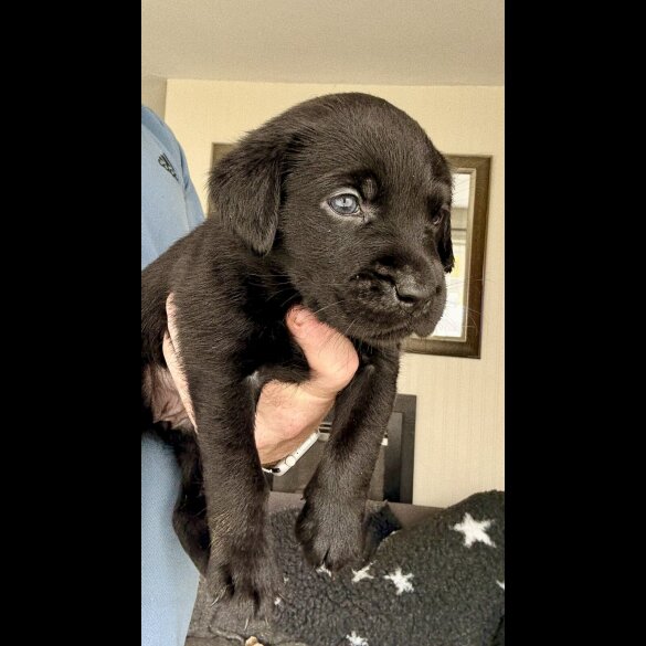 Labrador Retriever - Both