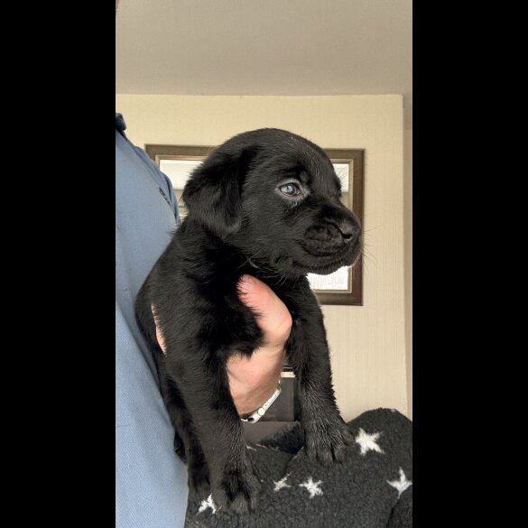 Labrador Retriever - Both