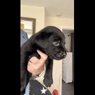 Labrador Retriever - Both