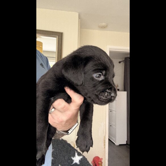 Labrador Retriever - Both
