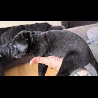 Labrador Retriever - Both
