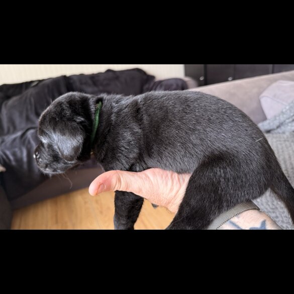 Labrador Retriever - Both
