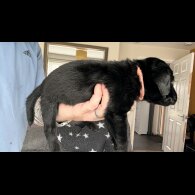 Labrador Retriever - Both