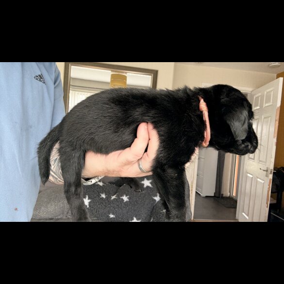 Labrador Retriever - Both