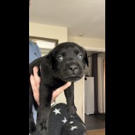 Labrador Retriever - Both