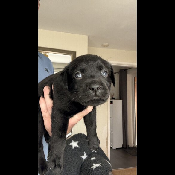 Labrador Retriever - Both