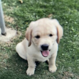 Labrador Retriever - Dogs