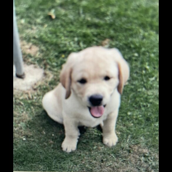 Labrador Retriever - Dogs