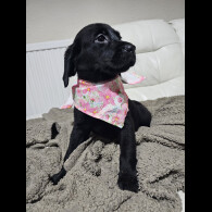 Labrador Retriever - Both