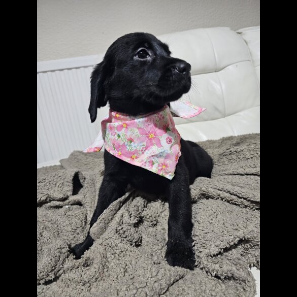Labrador Retriever - Both