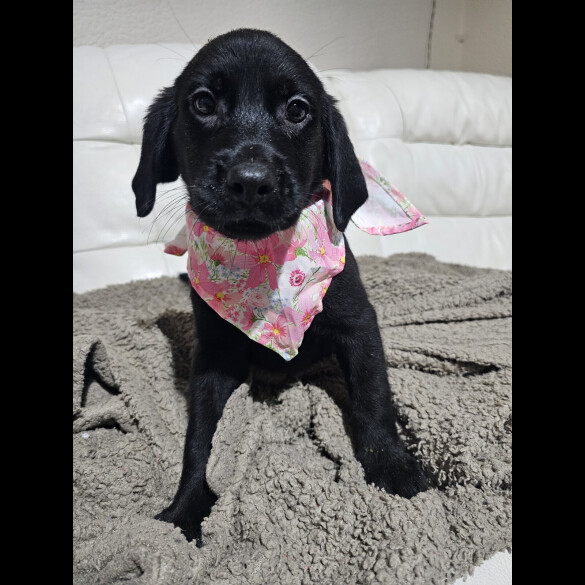 Labrador Retriever - Both