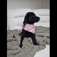 Labrador Retriever - Both