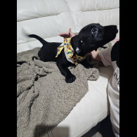 Labrador Retriever - Both