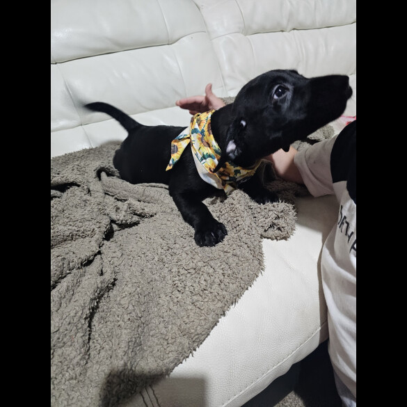 Labrador Retriever - Both