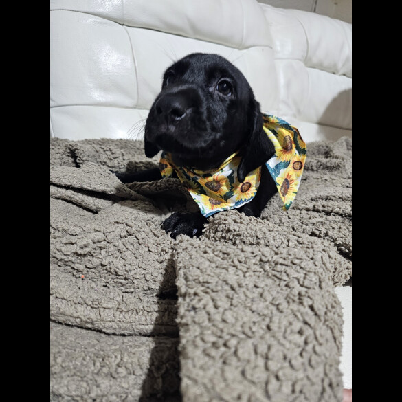 Labrador Retriever - Both