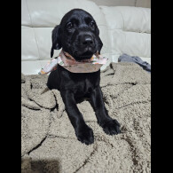 Labrador Retriever - Both