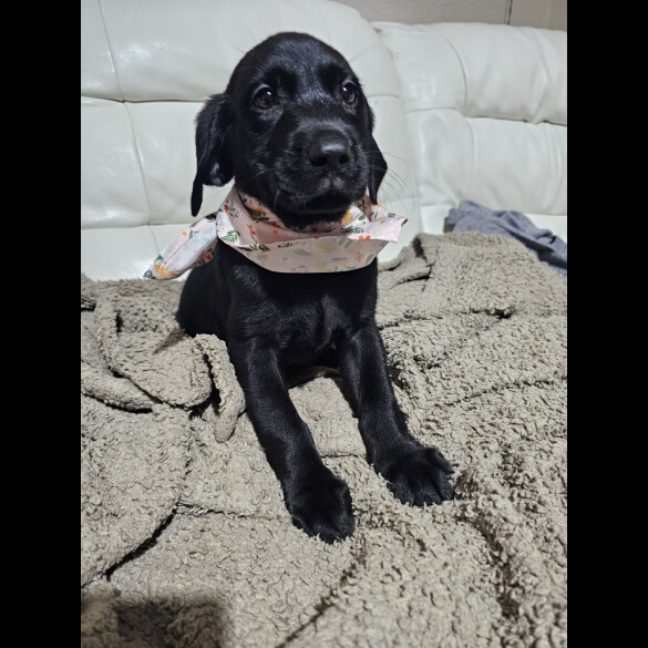 Labrador Retriever - Both