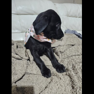 Labrador Retriever - Both