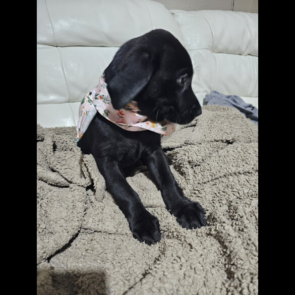 Labrador Retriever - Both