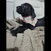 Labrador Retriever - Both