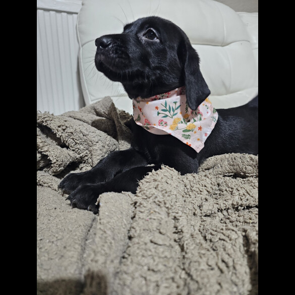 Labrador Retriever - Both