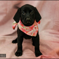 Labrador Retriever - Both