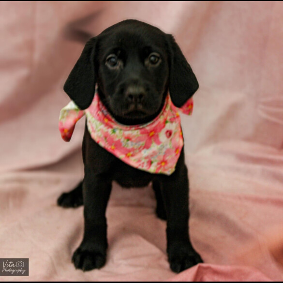 Labrador Retriever - Both