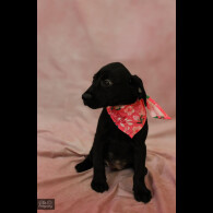 Labrador Retriever - Both