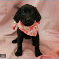 Labrador Retriever - Both