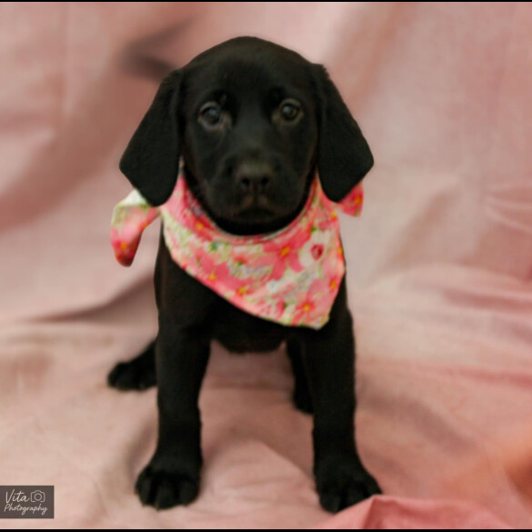 Labrador Retriever - Both
