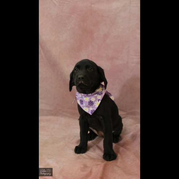 Labrador Retriever - Both
