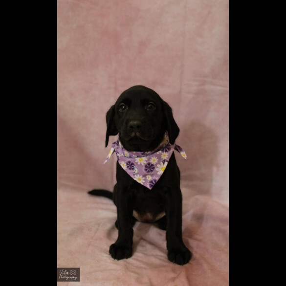Labrador Retriever - Both