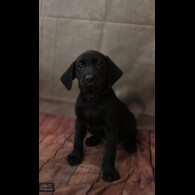 Labrador Retriever - Both