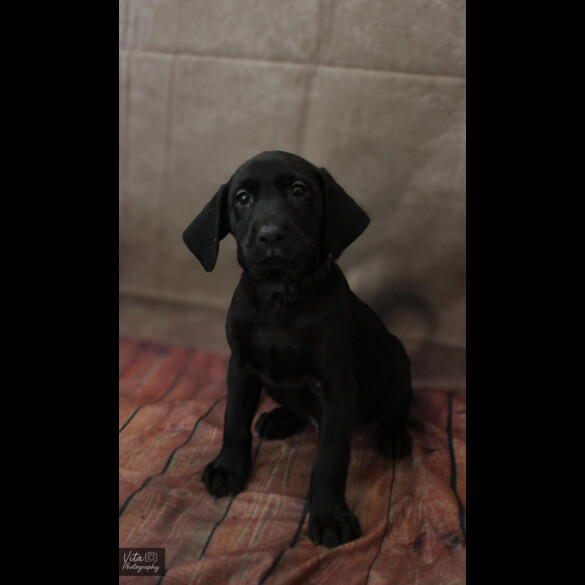 Labrador Retriever - Both