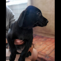 Labrador Retriever - Both