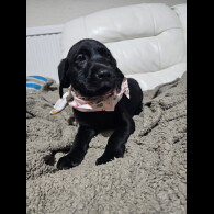 Labrador Retriever - Both