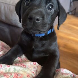 Labrador Retriever - Both
