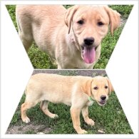 Labrador Retriever - Bitches