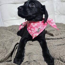 Labrador Retriever - Both