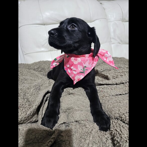 Labrador Retriever - Both