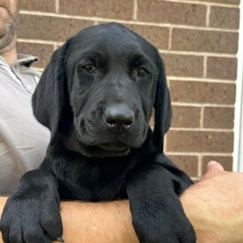 Labrador Retriever - Both