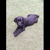 Labrador Retriever - Both