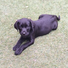 Labrador Retriever - Both