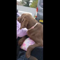 Labrador Retriever - Both