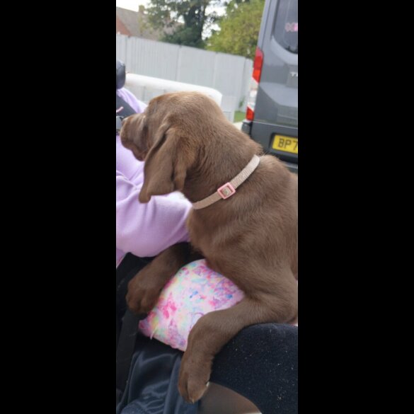 Labrador Retriever - Both