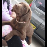 Labrador Retriever - Both