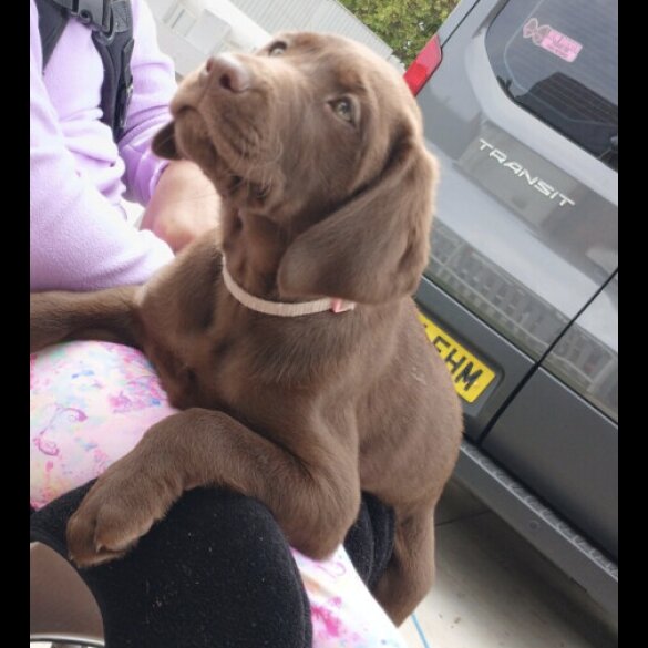 Labrador Retriever - Both