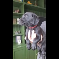 Labrador Retriever - Bitches