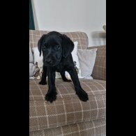Labrador Retriever - Bitches